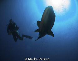 Napoleon Wrasse and diver caught in the frame. by Marko Perisic 
